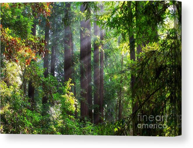 Muir Woods Canvas Print featuring the photograph Muir Woods Redwood Trees 4 by Mel Ashar