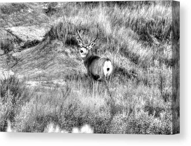 Mule Deer Canvas Print featuring the photograph Mule Buck B/W by Kevin Bone