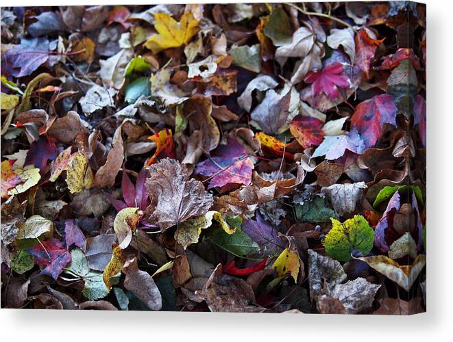 Colorful Canvas Print featuring the photograph Multicolored Autumn Leaves by Rona Black
