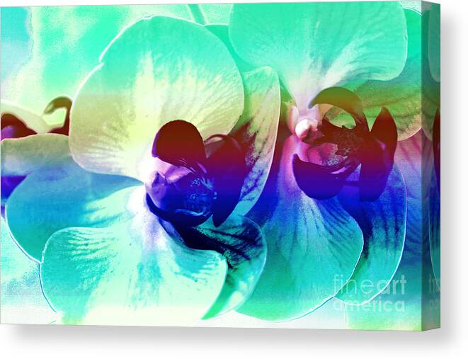 Multicolor Canvas Print featuring the photograph Multicolored orchids by Lali Kacharava