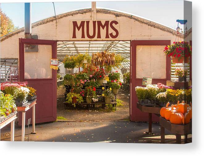 Farm Canvas Print featuring the photograph Mums by Kathleen McGinley