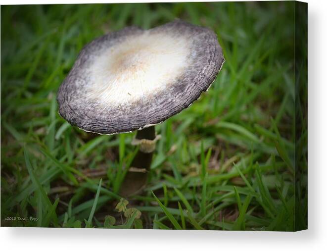 Mushroom Canvas Print featuring the photograph Mushroom by Tara Potts