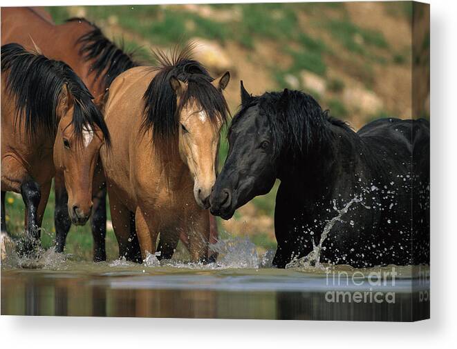 00340043 Canvas Print featuring the photograph Mustangs At Waterhole In Summer by Yva Momatiuk and John Eastcott