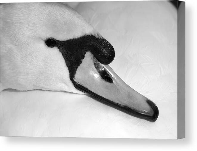 Swan Canvas Print featuring the photograph Mute Swan Black White by Gary Corbett