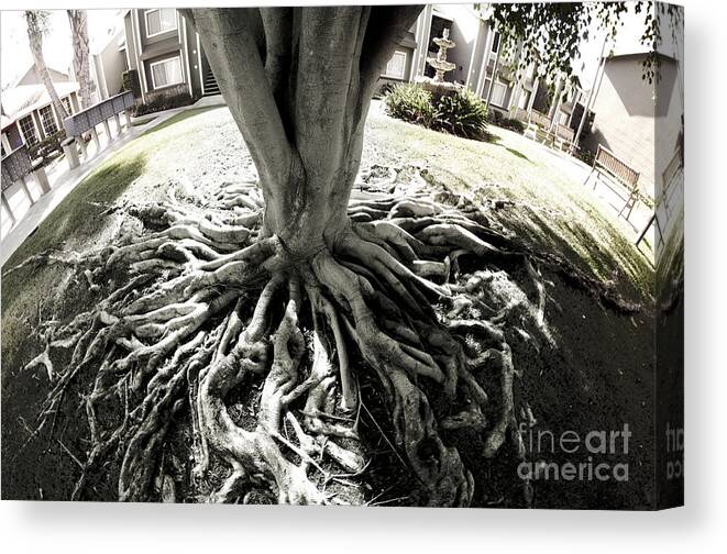 Tree Canvas Print featuring the photograph Muted Roots by Clayton Bruster