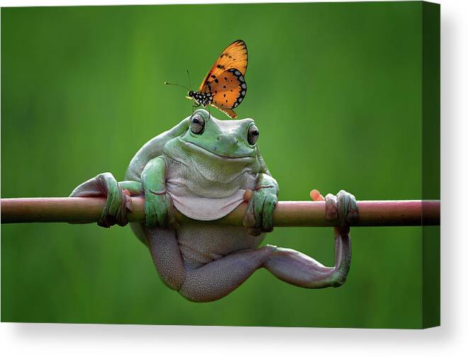 Animal Canvas Print featuring the photograph My Best Friend by Edy Pamungkas