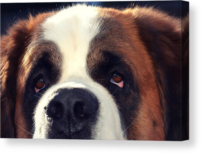 St. Bernard Canvas Print featuring the photograph My Dog is My BFF by Robin Dickinson