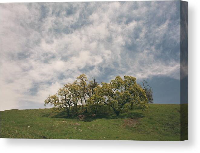 Sunol Regional Wilderness Canvas Print featuring the photograph My Dreams of Us by Laurie Search