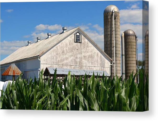 Amish Canvas Print featuring the photograph Petersheim's Barn in Summer by Tana Reiff