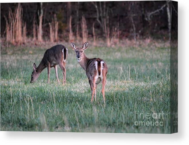 Animal Canvas Print featuring the photograph My Good Side by Jai Johnson