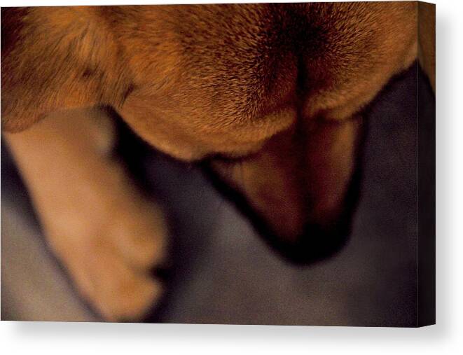 Dog Canvas Print featuring the photograph My Soul To Keep by Dana DiPasquale