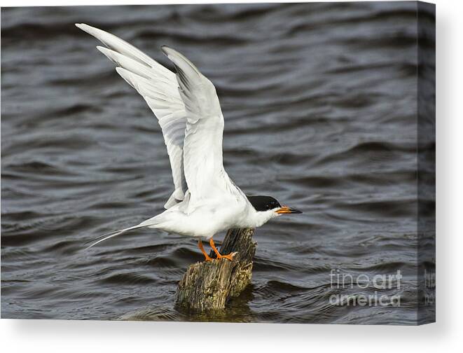 Forster's Tern Canvas Print featuring the photograph My Tern by Dan Hefle