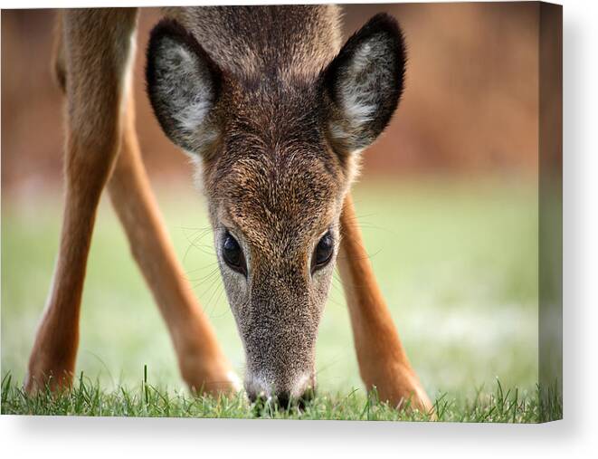 Deer Canvas Print featuring the photograph My Winter Lawnmower by Karol Livote