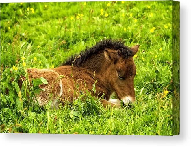 Equine Canvas Print featuring the photograph Nap in the Buttercups by Joan Davis