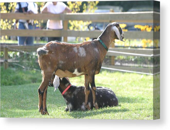 National Canvas Print featuring the photograph National Zoo - Goat - 12121 by DC Photographer