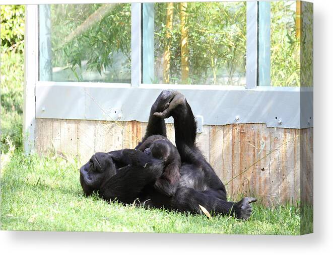 National Canvas Print featuring the photograph National Zoo - Gorilla - 011340 by DC Photographer