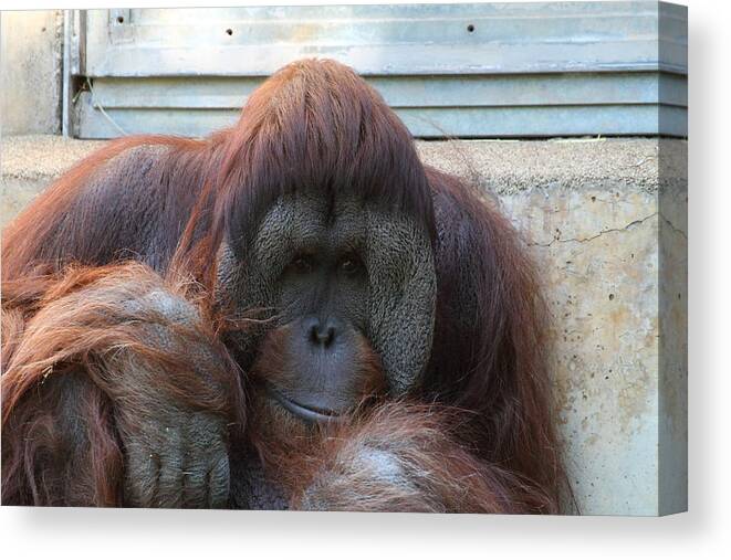 National Canvas Print featuring the photograph National Zoo - Orangutan - 011321 by DC Photographer