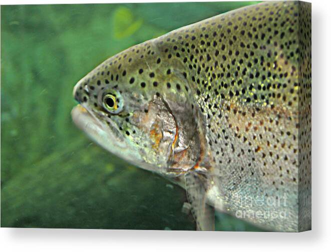 Trout Canvas Print featuring the photograph Native Rainbow Trout by Mindy Bench