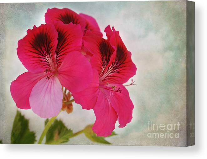 Claudia's Art Dream Canvas Print featuring the photograph Natural Beauty by Claudia Ellis