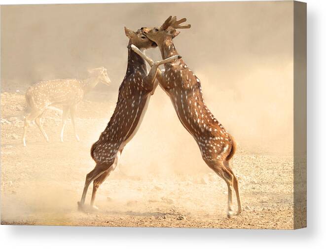 Deer Canvas Print featuring the painting Natural Instinct by Barun Sinha