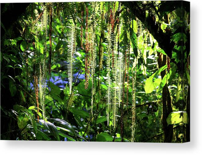 Ferns Canvas Print featuring the photograph Natures Curtain by James Knight