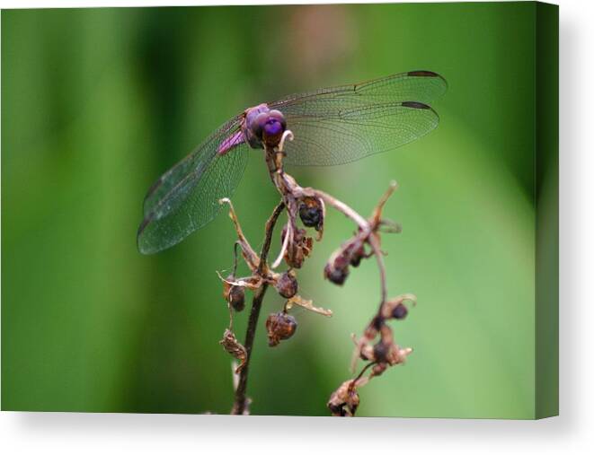 Pink Canvas Print featuring the photograph Dragonfly - Nature's Rose #1 by Lora Tout