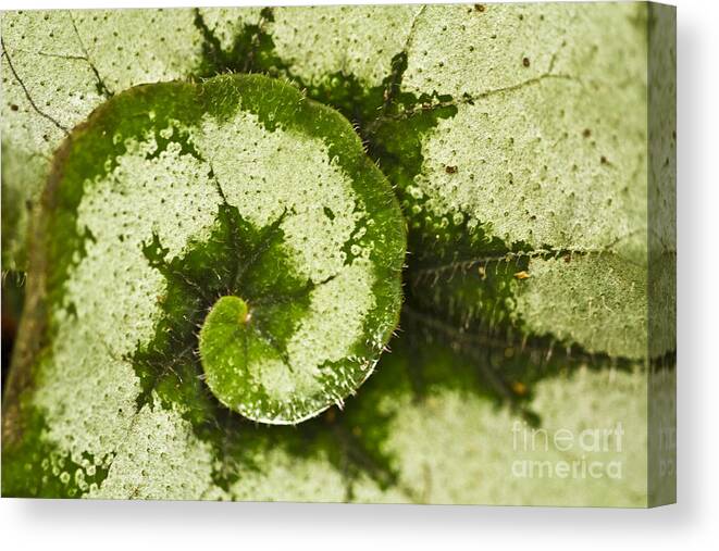 Flora Canvas Print featuring the photograph Natures Spiral by Heiko Koehrer-Wagner