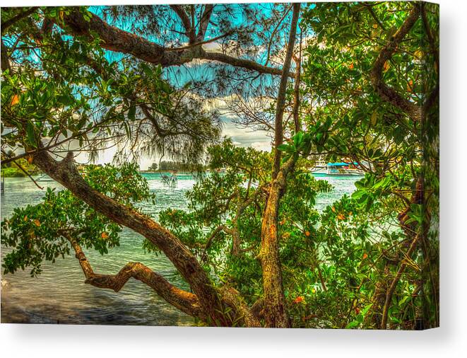 Trees Canvas Print featuring the photograph Natures Window by George Kenhan