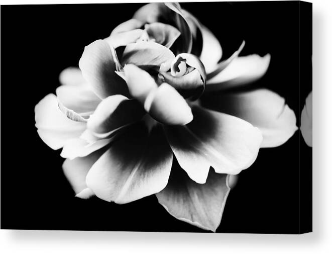 Tulip Canvas Print featuring the photograph Negende by Jenny Rainbow