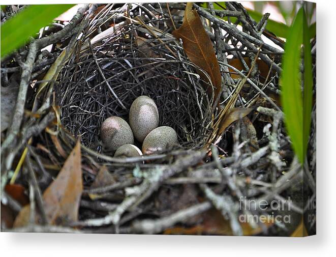 Bird Eggs Canvas Print featuring the photograph Nest Eggs by Al Powell Photography USA