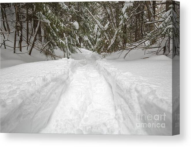 Lincoln Canvas Print featuring the photograph New England Snow-covered Forest - New Hampshire USA by Erin Paul Donovan