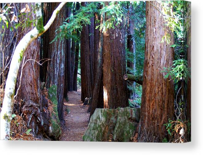 Redwoods Canvas Print featuring the photograph Nice Path by David Armentrout