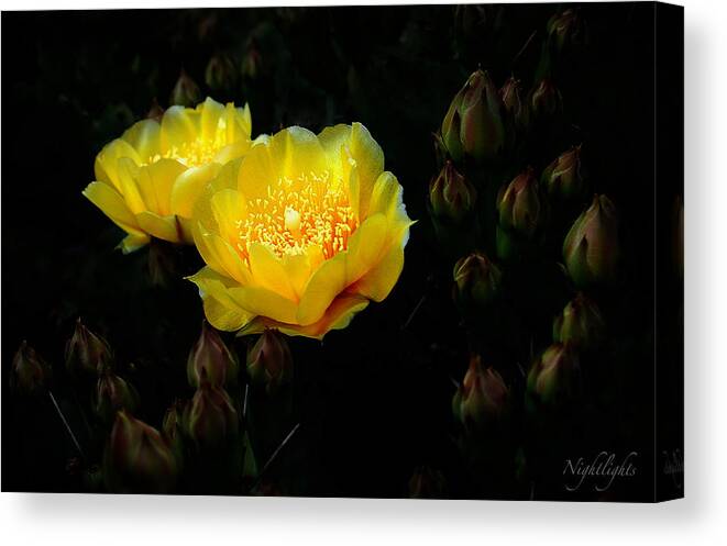 Cactus Canvas Print featuring the photograph Nightlights by Len Romanick