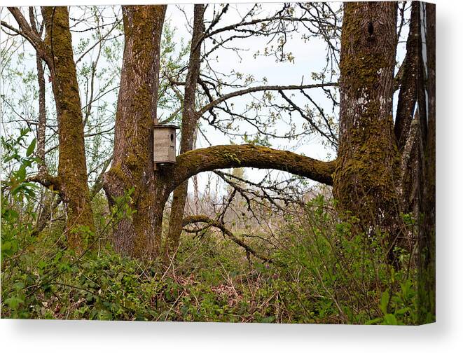 Nisqually National Wildlife Refuge Canvas Print featuring the photograph Nisqually National Wildlife Refuge / Trees and Birdhouse by Tikvah's Hope