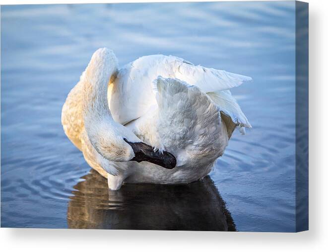 Swan Canvas Print featuring the photograph Trumpeter Swan Preening by Patti Deters