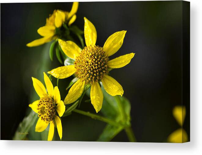 Flowers Canvas Print featuring the photograph Nodding Bur Marigold by Christina Rollo