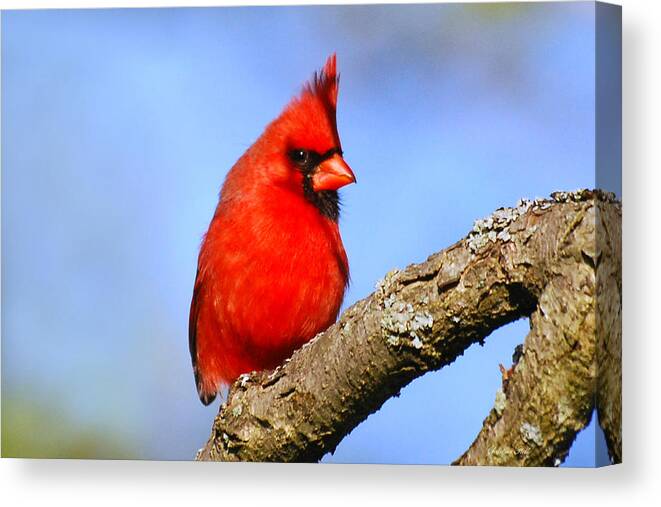 Northern Cardinal Canvas Print featuring the photograph Northern Cardinal by Christina Rollo