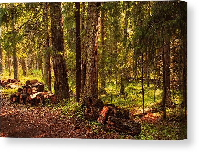 Nature Canvas Print featuring the photograph Northern Forest by Jenny Rainbow