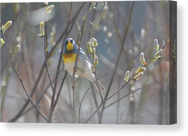 Northern Parula Canvas Print featuring the photograph Northern Parula by James Petersen