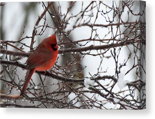 Cardinal Canvas Print featuring the photograph Northern red cardinal in winter by Jeff Folger
