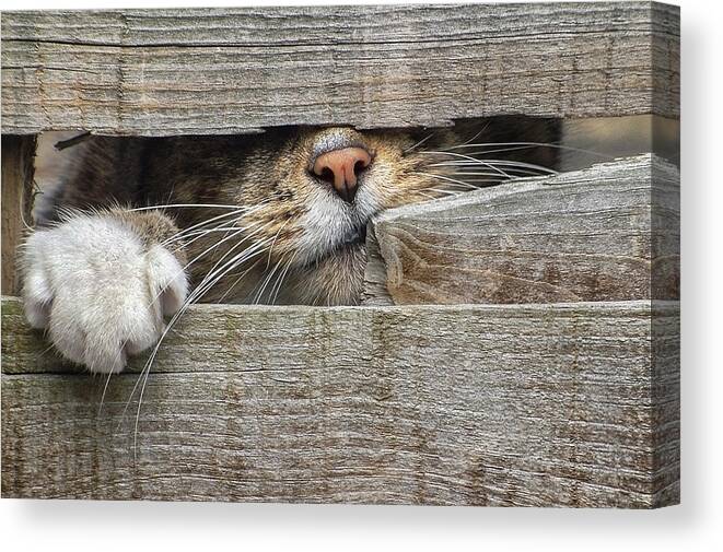 Curves Canvas Print featuring the photograph Nose and Paw by Adrian Campfield