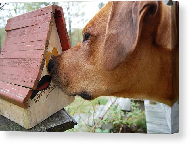 Dam Canvas Print featuring the photograph Nosey by Mim White