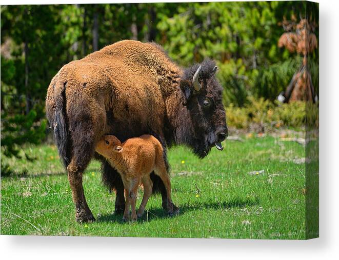 Bison Canvas Print featuring the photograph Nursing Newborn by Greg Norrell