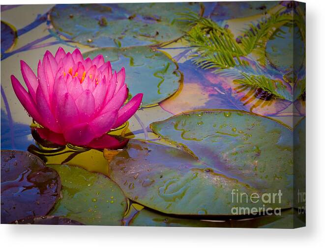 America Canvas Print featuring the photograph Nymphaeaceae by Inge Johnsson