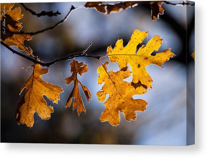 Autumn Canvas Print featuring the photograph Oak Leaves by Alexander Fedin