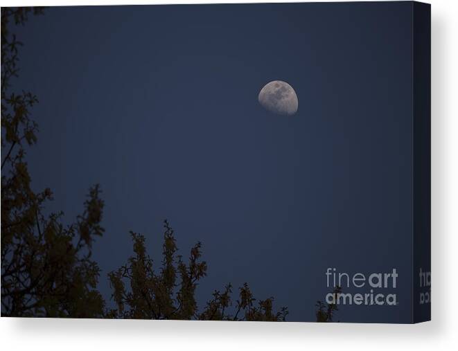 Moon Canvas Print featuring the photograph Oak Moon - Color by D Wallace