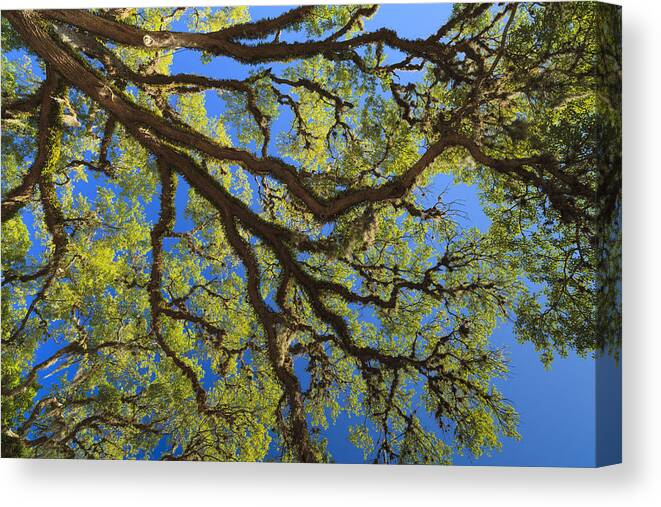 Beautiful Canvas Print featuring the photograph Oak Tree by Raul Rodriguez