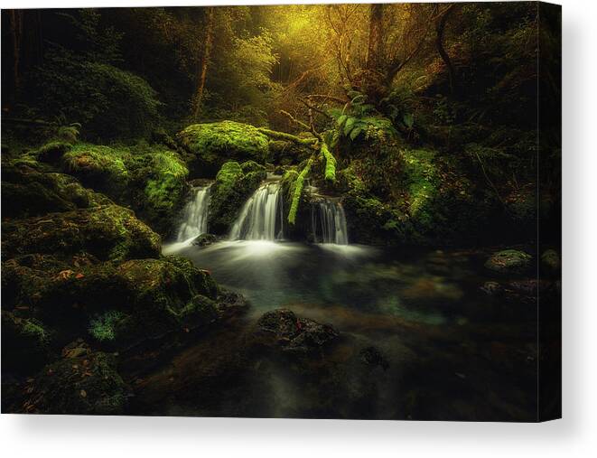 Glendor Canvas Print featuring the photograph Obya by Glendor Diaz Suarez