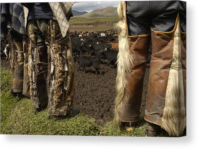Feb0514 Canvas Print featuring the photograph Ocelot Fur And Goat Hair Chaps Ecuador by Pete Oxford