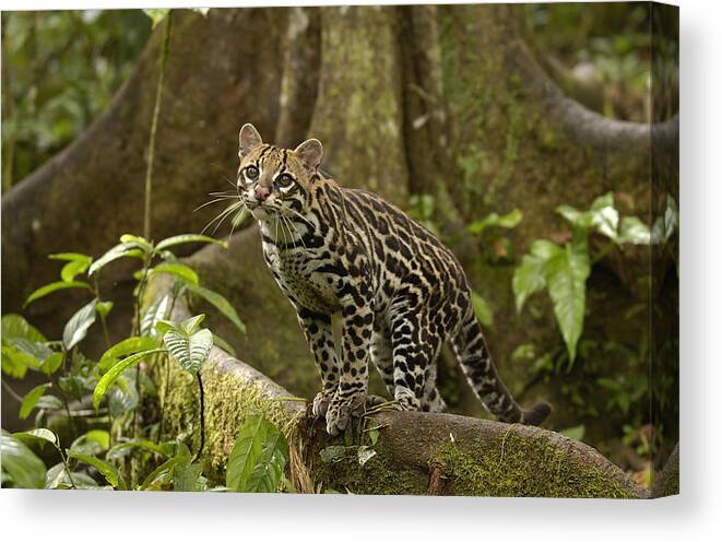 Feb0514 Canvas Print featuring the photograph Ocelot On Buttress Root Amazonian by Pete Oxford